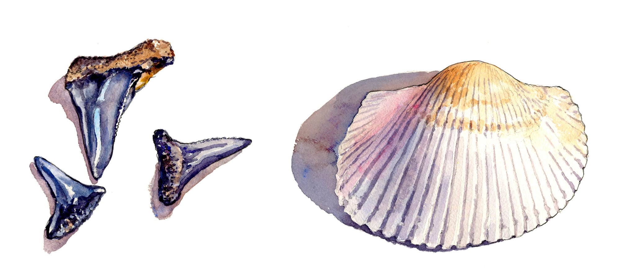 Depicted: watercolor paintings of shark teeth and a single ridged cockle shell