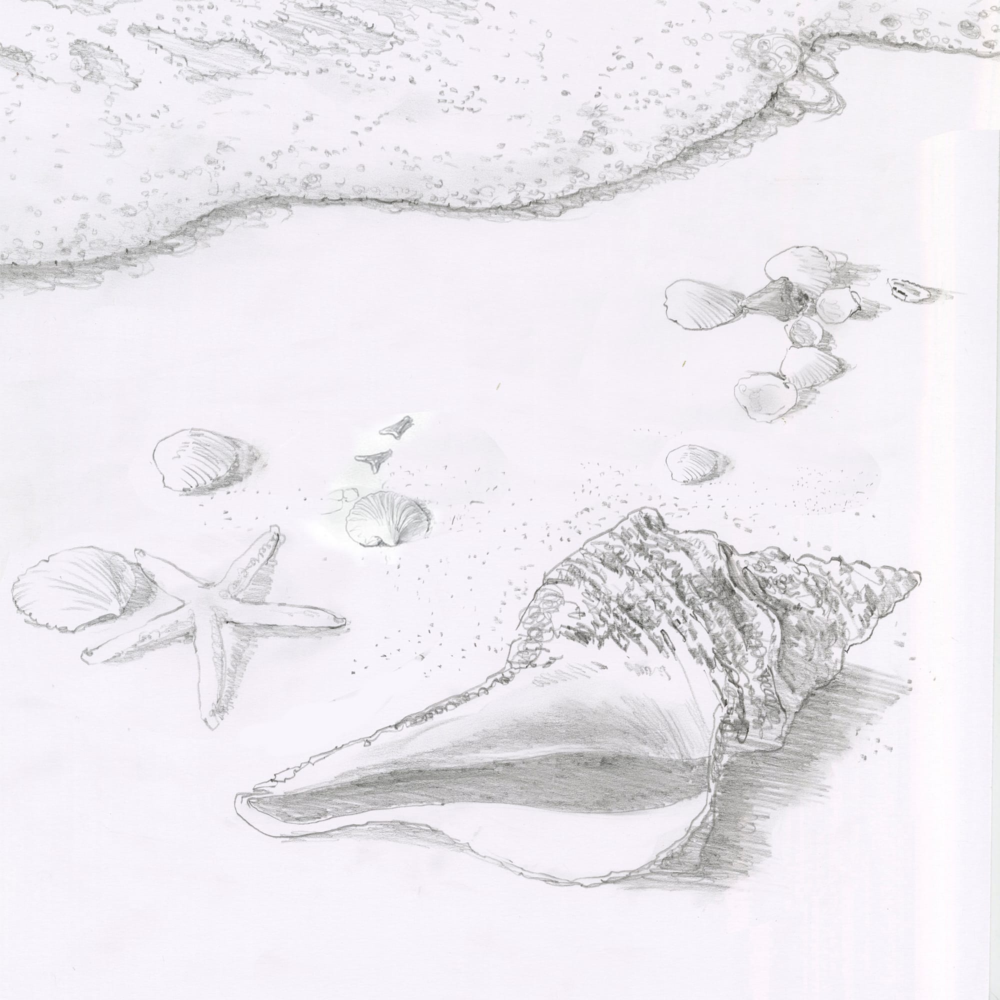 Depicted: a dozen shells and shark teeth on the beach in a close-up pencil drawing, with a bit of surf visible near the edge of the drawing