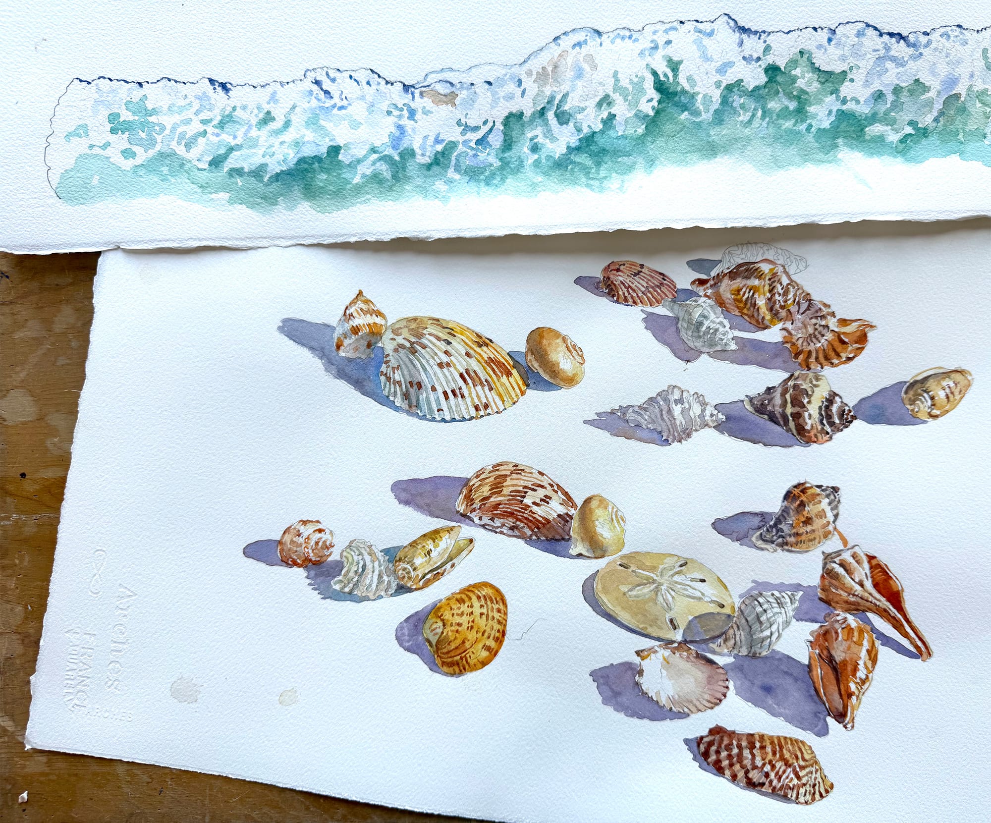 Depicted: watercolor paintings of two dozen shells and the surf at a beach